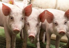 Swine diseases that start at the sow farm often spread through nursery and finishing parts of the system.
