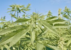 “There is no lack of hemp today in the Canadian market. The supply chain is good here and many existing hemp producers are excited to get another avenue to sell their hemp.” – Doug Kirillo, AltaGreen.