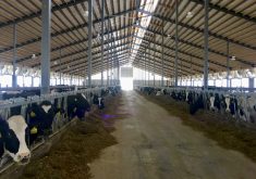 It’s predicted that an increase in the number of heat stress days will increase butterfat by one per cent, so ventilation will play a crucial role in reducing this increase.