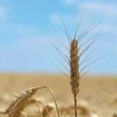 One Grain Farmers of Ontario delegate said he’s keen on keeping cereal grains within Ontario farmers’ rotations, especially in areas with marginal land.
