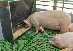 Local feeds can help limit hog climate impact