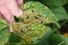 Sudden death syndrome has been closely linked to soybean cyst nematode and is one of the more serious disease threats in soybeans.