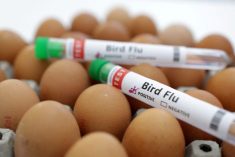 FILE PHOTO: Test tubes labelled “Bird Flu” and eggs are seen in this picture illustration, January 14, 2023. REUTERS/Dado Ruvic/Illustration/File Photo