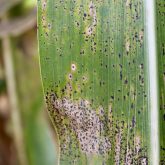 The characteristics of tar spot –the dark or black lesions on the leaf –can be mistaken for other diseases like leaf rust and eyespot or for insect frass (droppings).