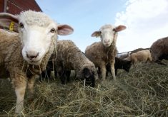 Consider nutritional value of meat when comparing carbon footprints
