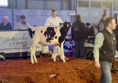 VIDEO: Calves for a Cause draws crowds, top genetics