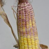 Elevated levels of DON caused by gibberella ear rot in 2018 led to creation of the screening report.