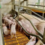 Mobile data recording in sow barns can help manage piglets.