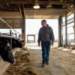 Dairy farmer Brent Pollard walks past and examines the cow pen at a cattle farm in Rockford, Illinois, U.S., April 9, 2024. REUTERS/Jim Vondruska