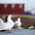 Pigeons, grackles and blackbirds have been confirmed as the host of bovine influenza A.
Photo: Izzetugutmen/iStock/Getty Images