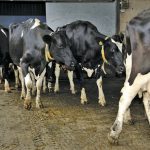 So far, the virus has not been lethal to cattle and causes very different symptoms than it does in poultry.