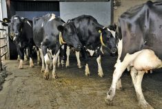 So far, the virus has not been lethal to cattle and causes very different symptoms than it does in poultry.