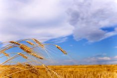 Poland is trying to move Ukraine grain by rail due to Russia’s blockade of Ukrainian sea ports on the Black Sea.  Photo: IanChrisGraham/iStock/Getty Images