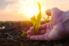 Discovery of amino acid unveils how light makes plants open