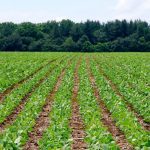 A new study suggests current soybean testing locations may not deliver breeders the biggest bang for their buck.