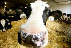 Dry hay can help with dairy transition