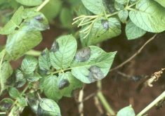 Scouting and spore traps show late blight continues to hinder potato producers.