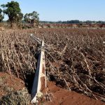 A view shows a corn field damaged by the floods in Colinas, in Rio Grande do Sul state, Brazil, May 6, 2024. REUTERS/Diego Vara