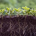 Cquesta uses gene editing to produce larger roots on plants. Soybeans will be one of the first it plans to take to market.