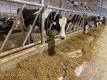 As employee numbers increase on dairy farms, farmers have to learn to communicate the process improvement that has been part of their own way of working.