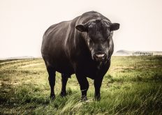 Take bull health by the horns