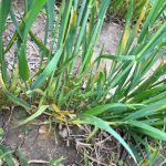 Keep an eye out for stripe rust
