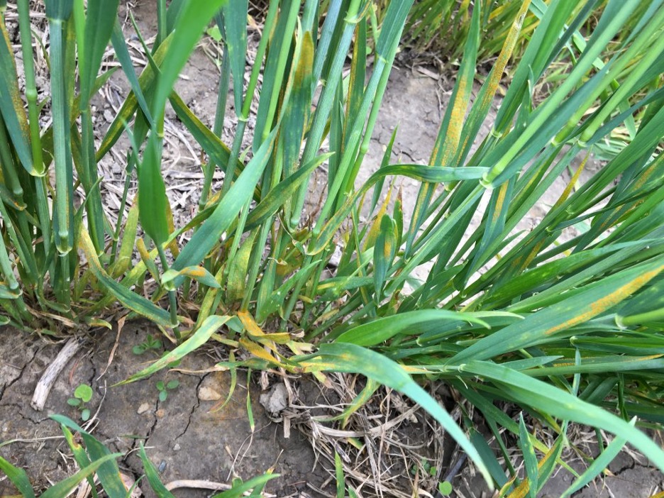 Keep an eye out for stripe rust