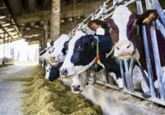 The DNA Connect app helps dairy farmers moniter feed and dry matter intake.
