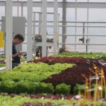 A lettuce breeder for Rijk Zwaan, the world’s largest producer of lettuce seed records data as he makes lettuce variety selections in the company’s research greenhouse in the Netherlands. Photo: John Greig