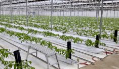 Chatham-Kent and the Municipality of Lakeshore say large-scale greenhouse developments place stress on water, wastewater and other services.