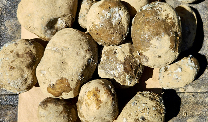 OMAFRA is trying to establish a baseline of data on bacterial soft rots (shown here) in potato storage and blackleg in fields during the 2024 growing season.
