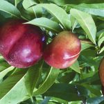Funding will be used to collect data on the climate impact of apple and tender fruit farming, developing resilient varieties
and a carbon calculator to reduce carbon and greenhouse gas emissions.