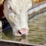 Water trough monitoring made easier