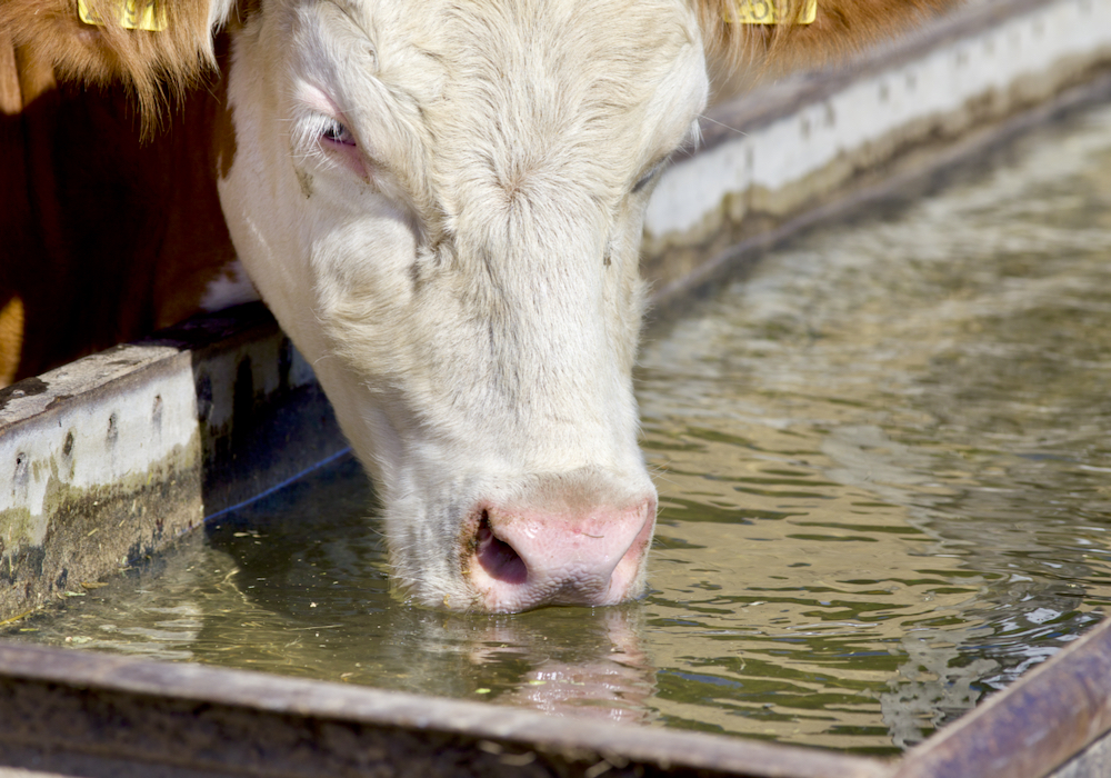 Water trough monitoring made easier