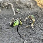 Figure 1 Group 14 herbicide (e.g. sulfentrazone – Authority) injury to an emerging cotyledon on the right, causing necrosis (browning). Risk of this injury increases when a soybean’s hypocotyl absorbs more herbicide due to either a heavy rainfall occurring as seen here.
