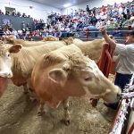 A man stands behind a metal barrier surrounded by cattle in the ring.