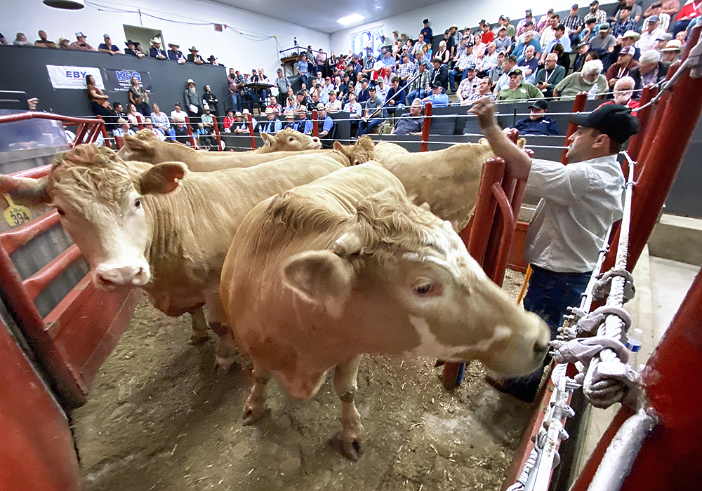 A man stands behind a metal barrier surrounded by cattle in the ring.