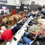 Buyers, sellers and spectators packed the Ontario Livestock Exchange cattle sale.