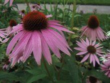 Purple coneflower, or echinacea is used to treat illness and inflammation in humans and researchers have found that it works for dairy bull calves as well.