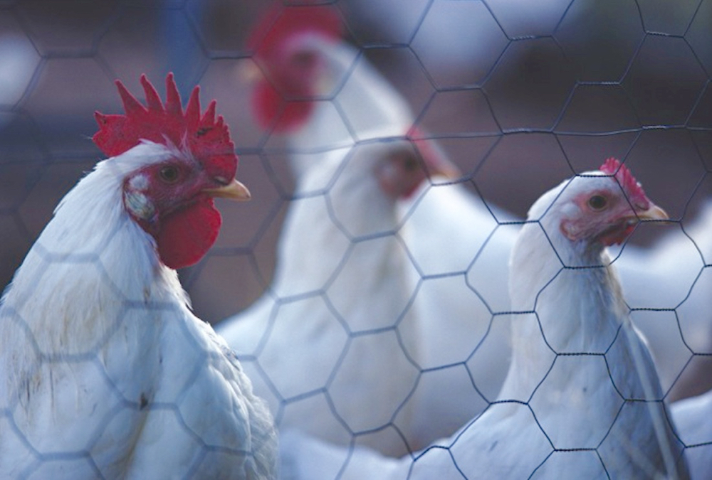 Avian influenza is caused by influenza A viruses and can be classified as low pathogenic or highly pathogenic, depending on ability to cause disease and mortality in poultry.