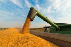 In its latest WASDE report, the USDA held its 2023/24 production numbers for corn with Brazil at 122 million tonnes and Argentina at 53 million.  Photo: Thinkstock