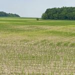 Areas across the province are seeing variability in corn emergence and growth due to frequent rainfalls.