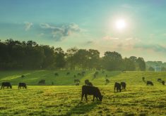 To defer income under LTD, the breeding herd must have been reduced by at least 15 per cent.  Photo: Canada Beef