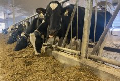 Dairy Lifetime Performance Index will include more emphasis on what's being called milkability and environmental impact in an update of the index.