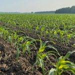 Some areas in the province have corn growing well, while others wait to plant.