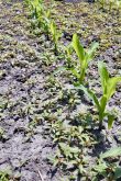 Seedling waterhemp at the 2 to10 leaf stage in 6 leaf corn. Control must be prioritized since herbicide effectiveness will be reduced as this weed gets bigger.