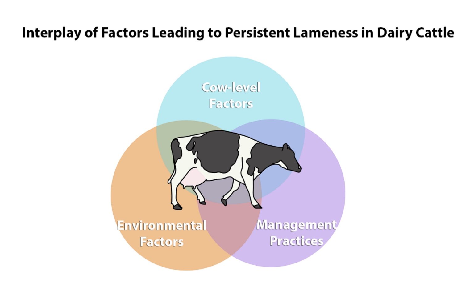 Lameness stagnation Why hoof health issues persist in dairy cattle