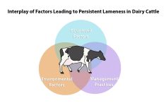 Dairy cow lameness is challenged because it has influences at both the cow and environmental level.