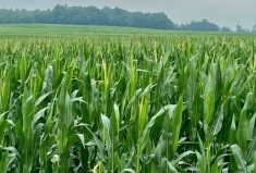 “jumping on the corn bandwagon.” (Farmtario photo by John Greig)