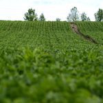 Soybeans in Grey County